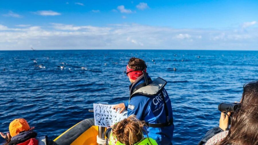 Azores Marine Birdwatching Expedition w/ Biologist Guide - Why It’s a Great Choice