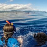 Azores: Swim with Dolphins Atlantic Experience - A Breakdown of the Itinerary