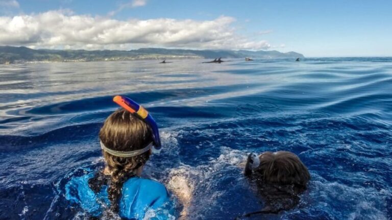 Azores: Swim with Dolphins Atlantic Experience - A Breakdown of the Itinerary