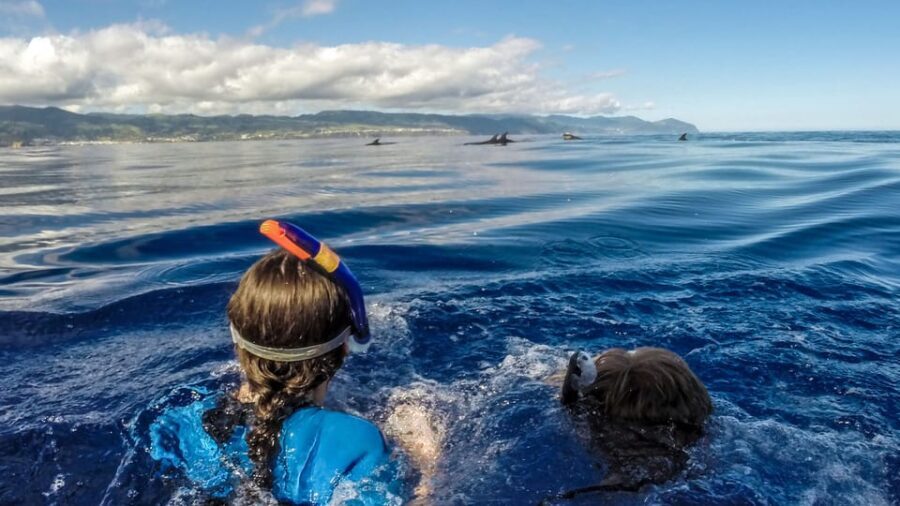 Azores: Swim with Dolphins Atlantic Experience - A Breakdown of the Itinerary