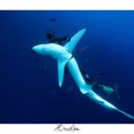Azores: Swimming with the Sharks - Frequently Asked Questions