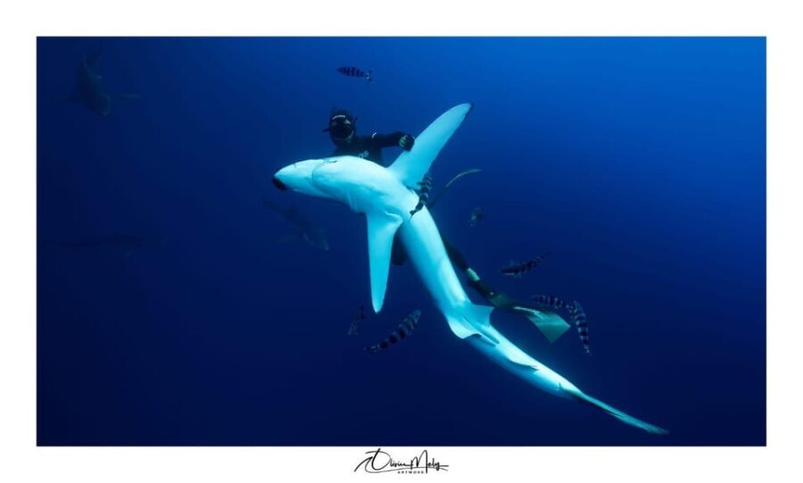Azores: Swimming with the Sharks - Frequently Asked Questions