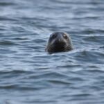 Baabe on Rügen: Seal-Spotting Cruise in the Baltic - Final Thoughts: Is This Cruise Worth It?