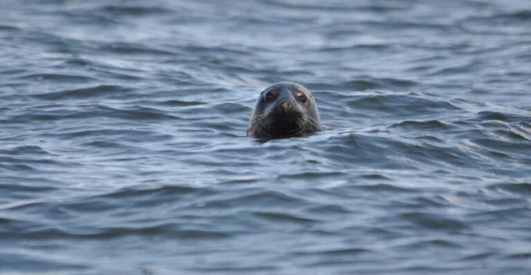 Baabe on Rügen: Seal-Spotting Cruise in the Baltic - Final Thoughts: Is This Cruise Worth It?