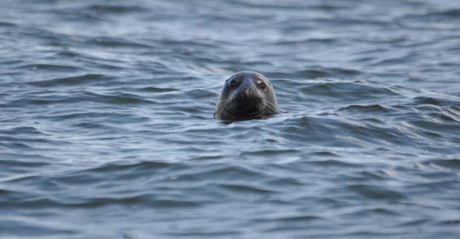 Baabe on Rügen: Seal-Spotting Cruise in the Baltic - Final Thoughts: Is This Cruise Worth It?