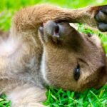Baby Animals, Boomerangs and BBQ Lunch - What to Expect During the Day