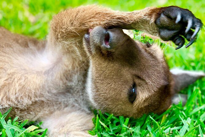 Baby Animals, Boomerangs and BBQ Lunch - What to Expect During the Day