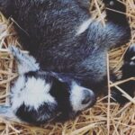 Baby Goat Cuddling and Wine Tour - Final Thoughts: Is It Worth It?