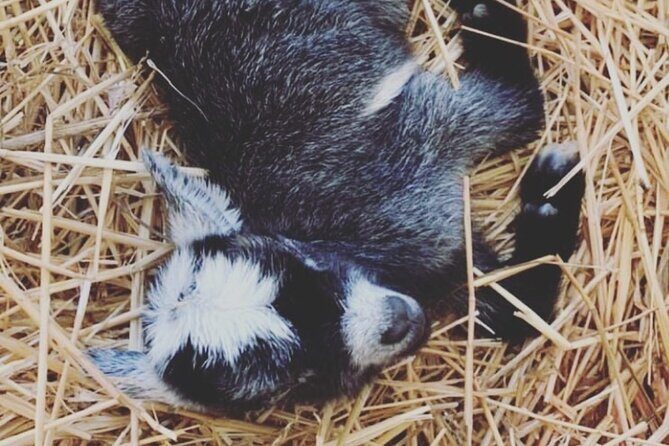 Baby Goat Cuddling and Wine Tour - Final Thoughts: Is It Worth It?