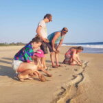 Baby Sea turtles release in Puerto Escondido - The Itinerary in Detail