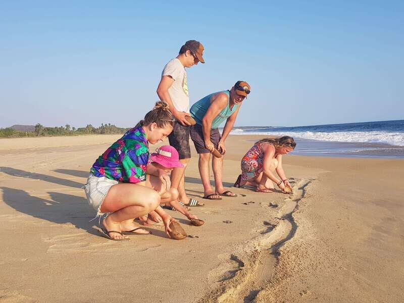 Baby Sea turtles release in Puerto Escondido - The Itinerary in Detail