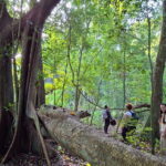 Bacalar: Calakmul Ruins Day Trip with a Stop In The Jungle - Frequently Asked Questions