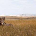 Badlands National Park: Premiere Day Tour - Who Should Consider This Tour?