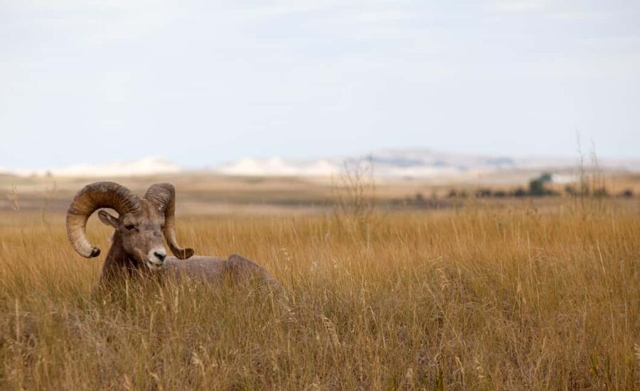 Badlands National Park: Premiere Day Tour - Who Should Consider This Tour?