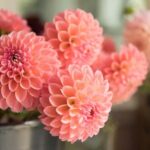Bainbridge Island Discovery and Wine Tour - The Sum Up: Why This Tour Might Be the Right Choice for You
