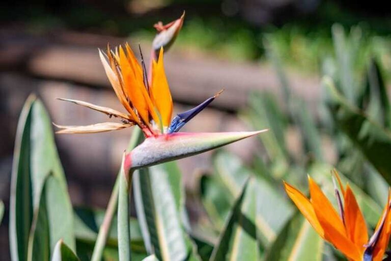 Balades Découverte Teide - La Orotava - Icod de los Vinos - Exploring Tenerife with a Guide Who Knows the Island