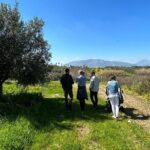 Balestrate Olive Grove Tour: Wine and Olive Oil Tasting - Exploring the Balestrate Olive Grove Tour in Detail