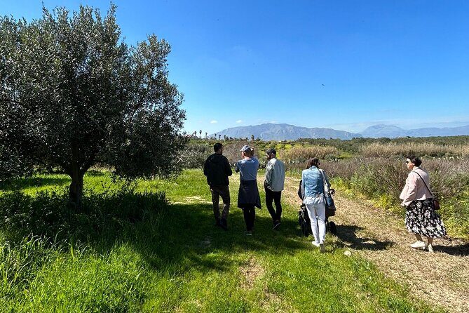 Balestrate Olive Grove Tour: Wine and Olive Oil Tasting - Exploring the Balestrate Olive Grove Tour in Detail
