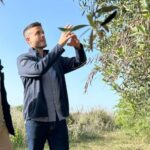 Balestrate: Olive Grove Tour with Wines & Olive Oil Tasting - A Detailed Look at the Olive Grove Tour