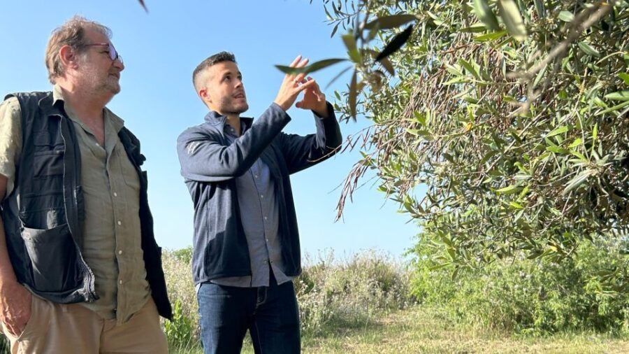 Balestrate: Olive Grove Tour with Wines & Olive Oil Tasting - A Detailed Look at the Olive Grove Tour