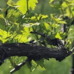 Balsamic Vinegar Tasting & Barrel Tour near Parma & Reggio - Exploring the Charm of Emilia-Romagnas Balsamic Vinegar Heritage