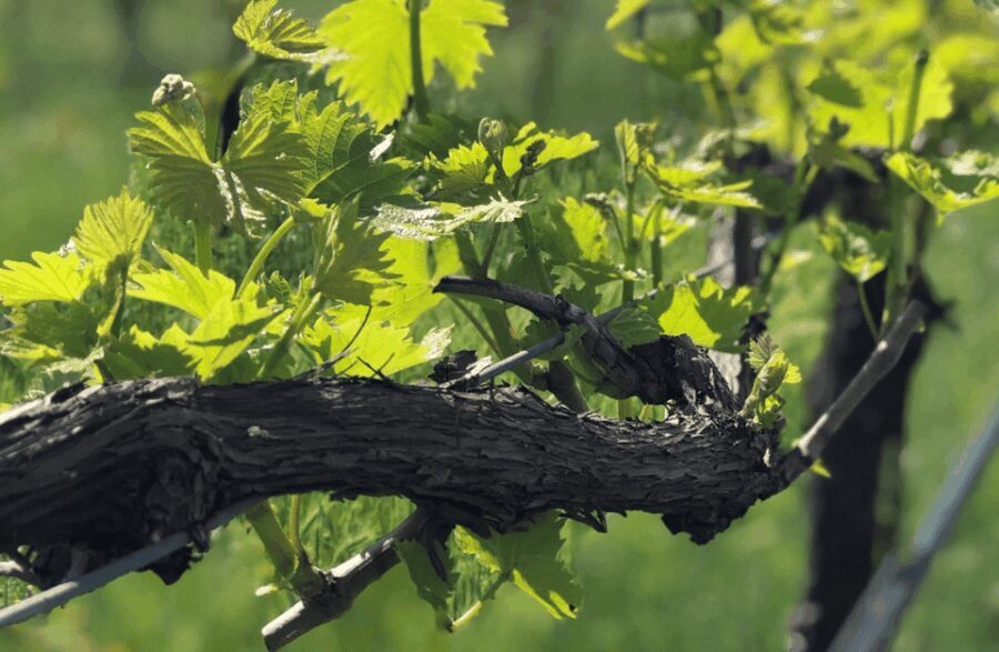 Balsamic Vinegar Tasting & Barrel Tour near Parma & Reggio - Exploring the Charm of Emilia-Romagnas Balsamic Vinegar Heritage