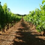 Bandol and Cassis: Full Day Wine Tour from Marseille - Who Will Love This Tour?