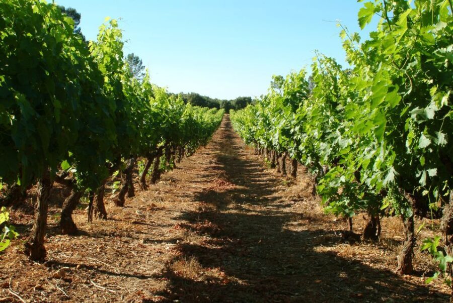 Bandol and Cassis: Full Day Wine Tour from Marseille - Who Will Love This Tour?