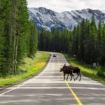 Banff National Park PRIVATE SAFARI and Nature Walk - 3.5H - The Value of a Private, Custom Experience