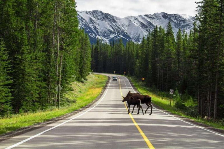 Banff National Park PRIVATE SAFARI and Nature Walk - 3.5H - The Value of a Private, Custom Experience