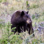 Banff PRIVATE Guided Nature Walk + Transportation - 2.5H - A Closer Look at the Experience