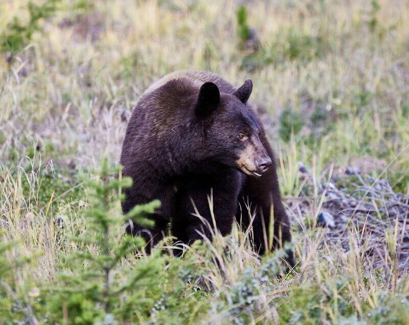 Banff PRIVATE Guided Nature Walk + Transportation - 2.5H - A Closer Look at the Experience