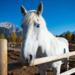 Banff: Wagon Ride with Cowboy Cookout BBQ - Who Will Love This Tour?