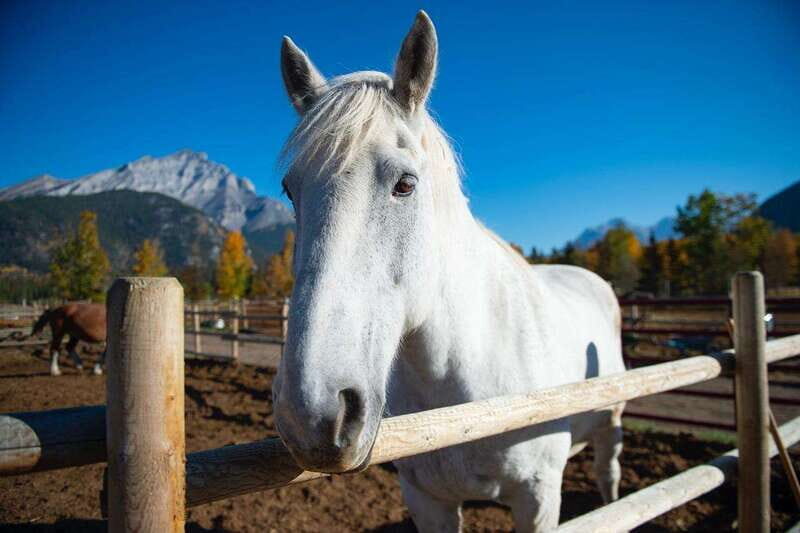 Banff: Wagon Ride with Cowboy Cookout BBQ - Who Will Love This Tour?