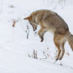 Banff: Winter Wilderness Walk with Wildlife Tracking - 2hrs - Learning to Read Animal Tracks