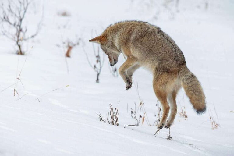 Banff: Winter Wilderness Walk with Wildlife Tracking - 2hrs - Learning to Read Animal Tracks