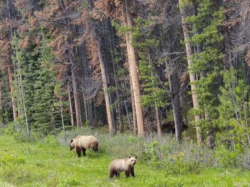 Banff, Yoho, and Jasper 2 Day Private Tour - Practical Tips for Your Rockies Adventure
