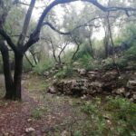 baño de bosque / bany de forêt - What is Forest Bathing and Why Should You Try It?