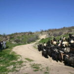 Bansko: Rare Bulgarian Pets Experience - The Experience in Detail