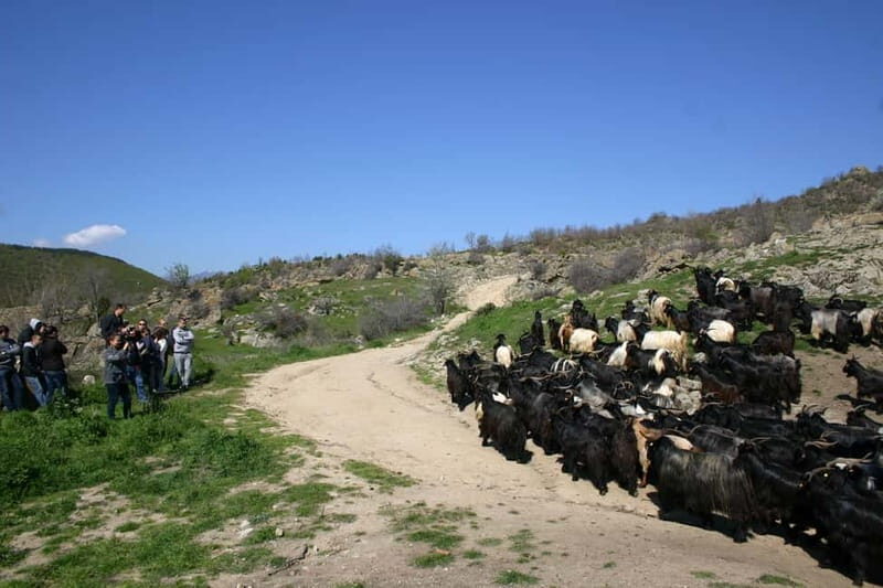 Bansko: Rare Bulgarian Pets Experience - The Experience in Detail