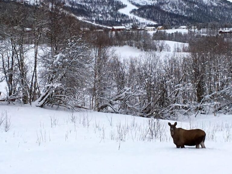 Bardufoss: Wild Moose Safari with Lunch - Analyzing the Value