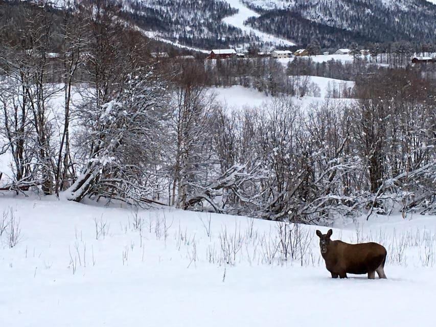 Bardufoss: Wild Moose Safari with Lunch