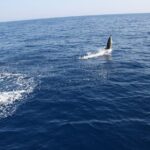 Bari sailing cruise in search of dolphins - An honest look at what this sailing cruise involves