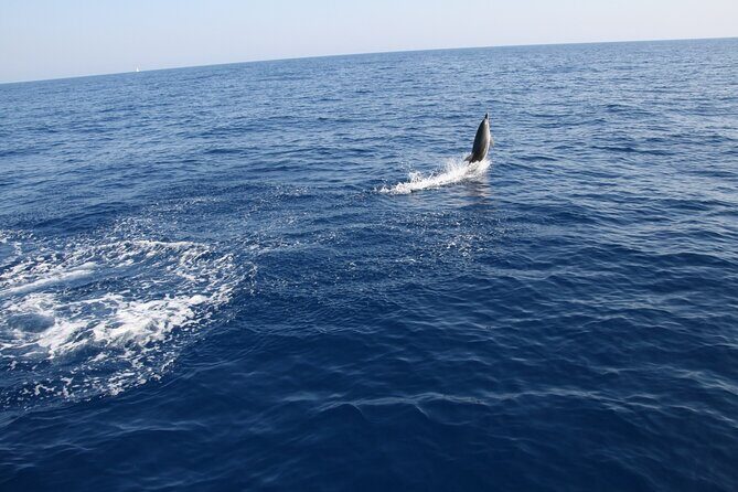 Bari sailing cruise in search of dolphins - An honest look at what this sailing cruise involves