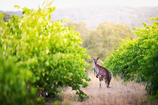 Barossa Small Group Wine Tours with Wine Tasting and Lunch - Final Thoughts