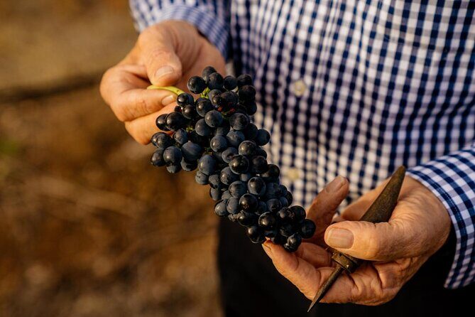 Barossa Valley Wine Tour Tastings and Lunch Included - Who Will Love This Tour?