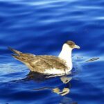 Basic Tour 1 - Shuttle (Quinta do Lorde to Cais do Sardinha) (one way) - The Full Scenic Experience: A Deep Dive into the Shuttle Tour