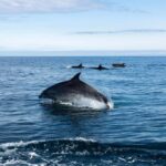 Basque Country : Whale and Dolphin Watching Boat Tours - An In-Depth Look at the Whale and Dolphin Watching Tour