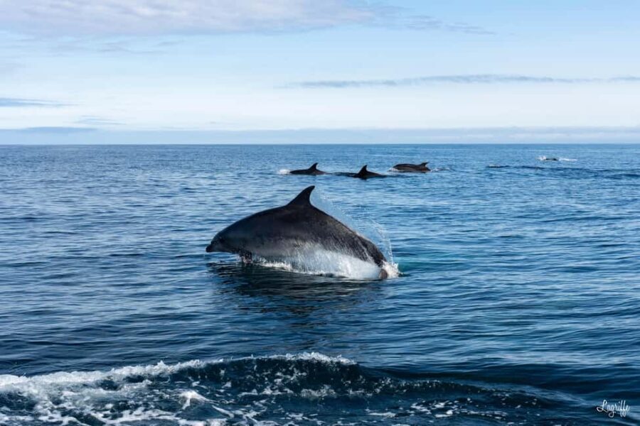 Basque Country : Whale and Dolphin Watching Boat Tours - An In-Depth Look at the Whale and Dolphin Watching Tour