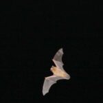 Bat Watching Madeira - Who Should Consider This Tour?